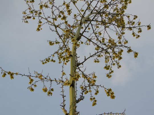 Đồng[-]Tháp:[-]Cây[-]kiểng[-]mỗi[-]ngày[-]cao[-]thêm[-]20cm,[-]kéo[-]người[-]hiếu[-]kỳ